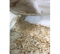 隔墙中的白蚁侵害